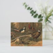 キジの葉書 ポストカード (スタンド正面)