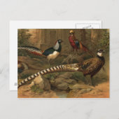 キジの葉書 ポストカード (正面/裏面)