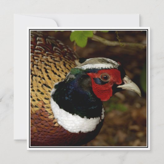 キジの頭の写真付きグリーティングカード カード (正面)