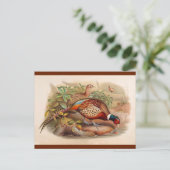 キジカラフルウ ポストカード (スタンド正面)