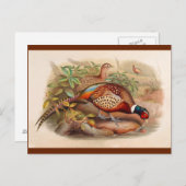 キジカラフルウ ポストカード (正面/裏面)