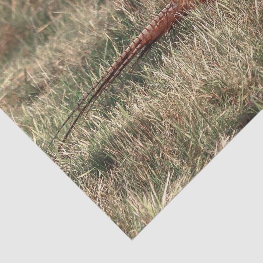 キジ写真 薄葉紙 (詳細)