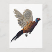 キジ抜き文字 ポストカード (正面)