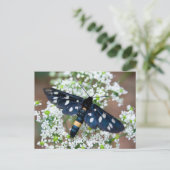 キジ目 ポストカード (スタンド正面)