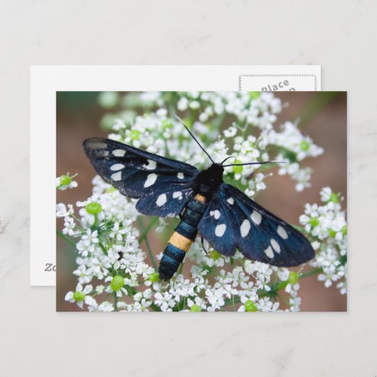 キジ目 ポストカード (正面/裏面)