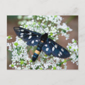 キジ目 ポストカード (正面)