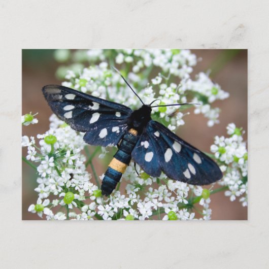 キジ目 ポストカード (正面)