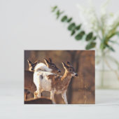 キジ科の若いシカ ポストカード (スタンド正面)