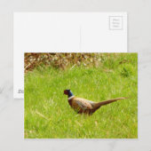 キジ葉書 ポストカード (正面/裏面)