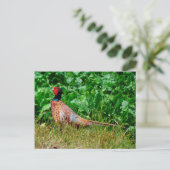 キジ葉書 ポストカード (スタンド正面)