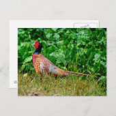 キジ葉書 ポストカード (正面/裏面)