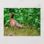 キジ葉書 ポストカード (正面)