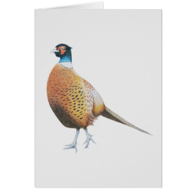 キジ2012年 (正面)