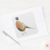 キジ2012 スクエアシール (封筒)