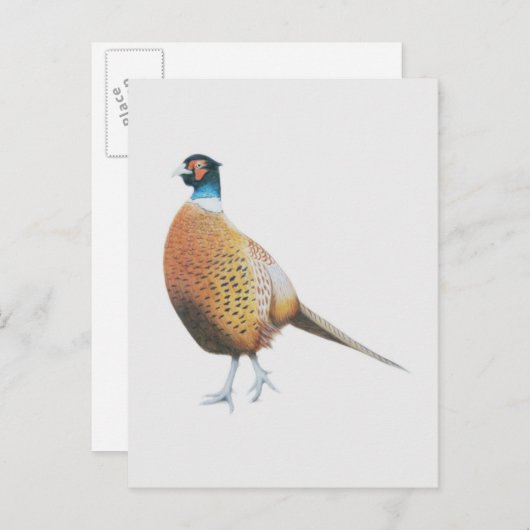 キジ2012 ポストカード (正面/裏面)