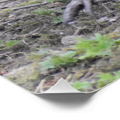 キジ ポスター (コーナー)