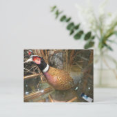 キジ ポストカード (スタンド正面)