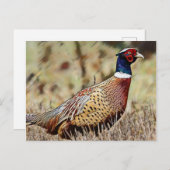 キジ ポストカード (正面/裏面)