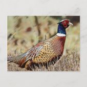 キジ ポストカード (正面)