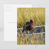 キジ ポストカード (正面/裏面)