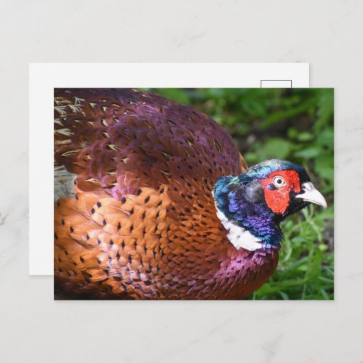 キジ ポストカード (正面/裏面)