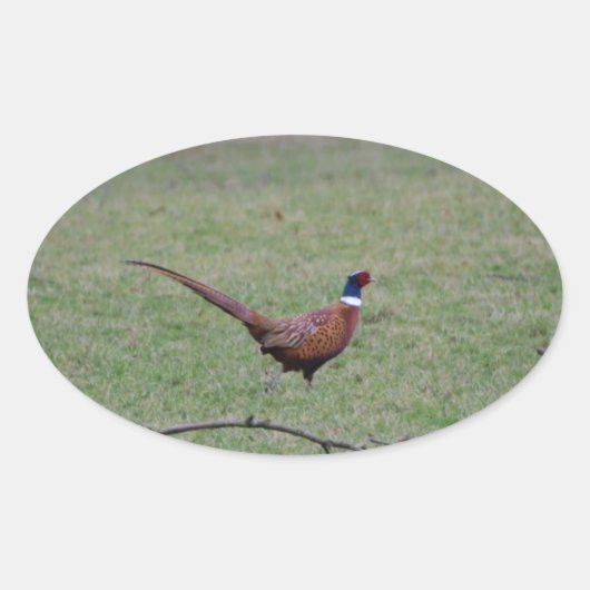 キジ 楕円形シール (正面)