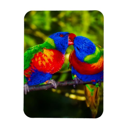 キスするカラフルなインコのカップル マグネット (縦)