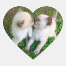 キスする子猫