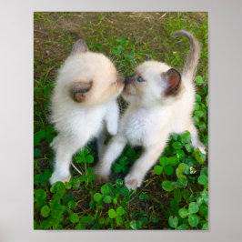 キスする子猫 ポスター