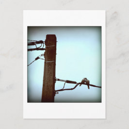 キスはがき ポストカード