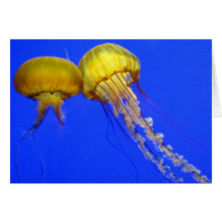 キスをするなくらげ