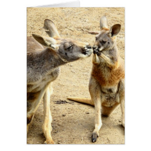 キスをするなカンガルー