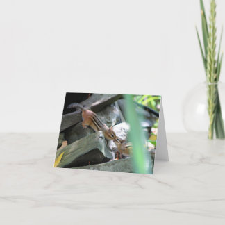 キスをするなシマリス カード