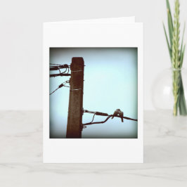 キスカード シーズンカード