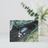 キスカ島シリウス岬、ネズミに殺されたアウクレット ポストカード (スタンド正面)