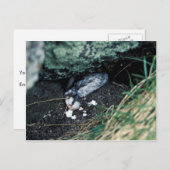 キスカ島シリウス岬、ネズミに殺されたアウクレット ポストカード (正面/裏面)