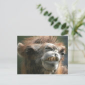 キスキス ポストカード (スタンド正面)