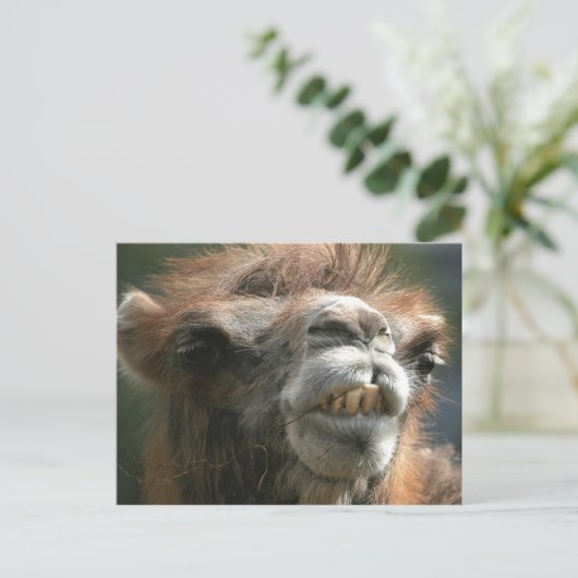 キスキス ポストカード (スタンド正面)