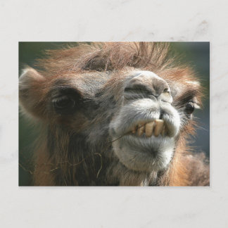 キスキス ポストカード