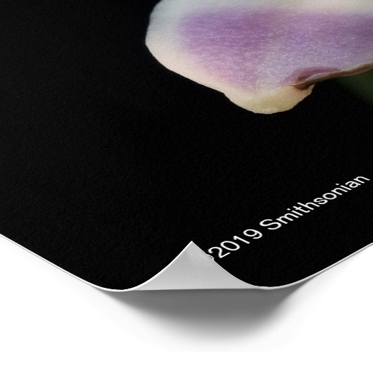 キスビラ ポスター (角)