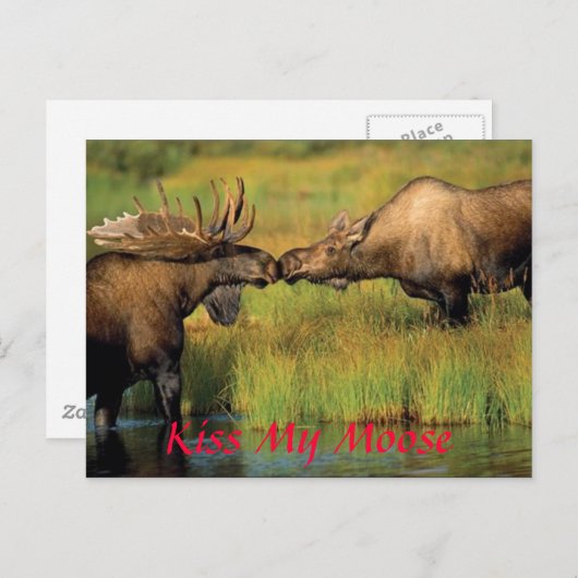 キスマイムース、キスマイムース ポストカード (正面/裏面)