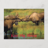 キスマイムース、キスマイムース ポストカード (正面)