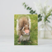 キスリス ポストカード (スタンド正面)