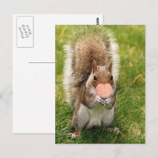 キスリス ポストカード (正面/裏面)