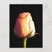 キス・オブ・レイン ポストカード (正面)