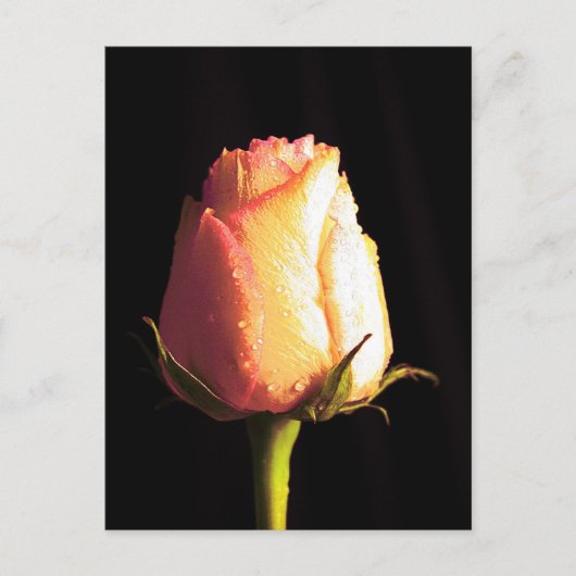 キス・オブ・レイン ポストカード (正面)