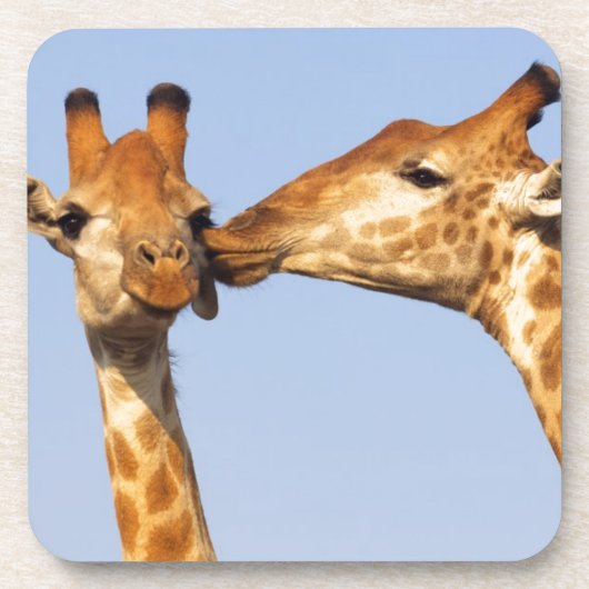 キス コースター (正面)