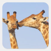 キス スクエアシール (正面)