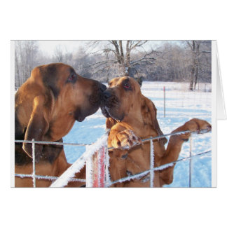 キス-ブラッドハウンド