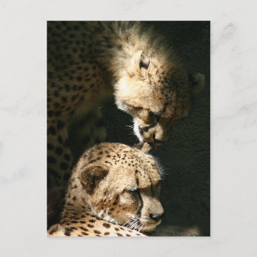 キス ポストカード (正面)